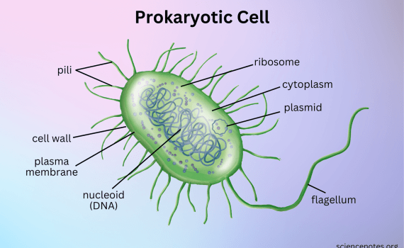 Prokaryotic Cell Diagram