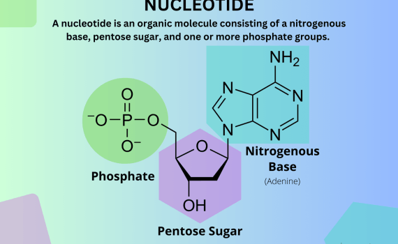Nucleotide Definition