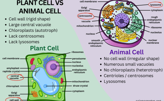 Difference Between Plant and Animal Cells