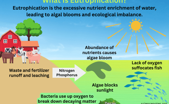 What Is Eutrophication