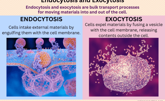 Endocytosis and Exocytosis