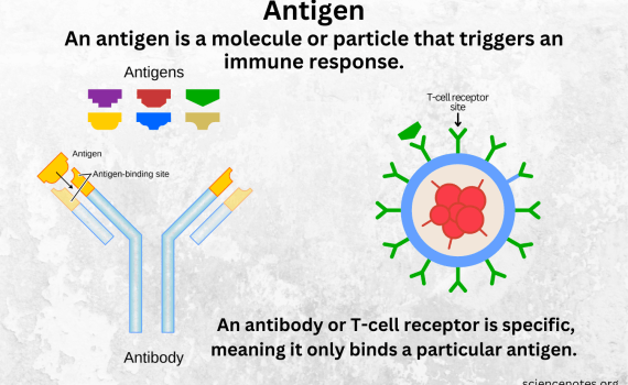 Antigen Definition
