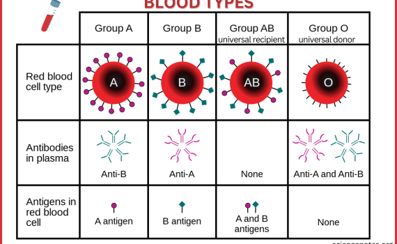 Blood Types Chart
