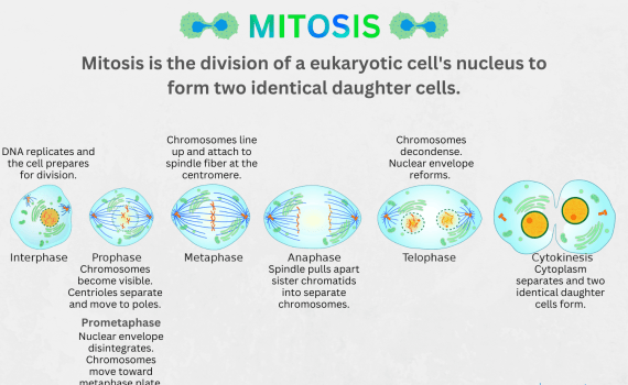 Mitosis Phases