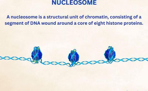What Is a Nucleosome