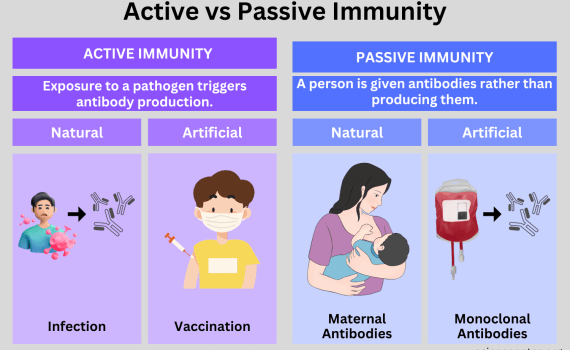 Active vs Passive Immunity