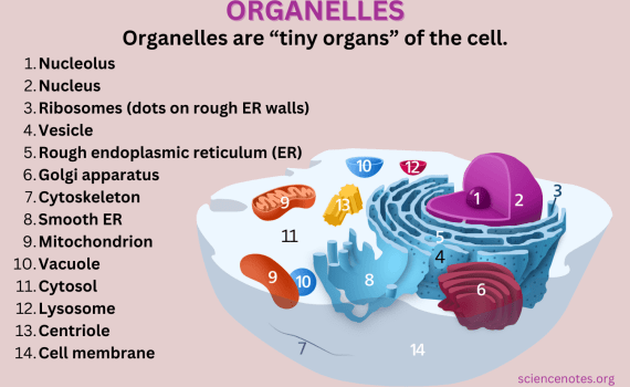 Animal Cell Organelles