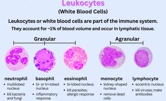 Leukocytes or White Blood Cells