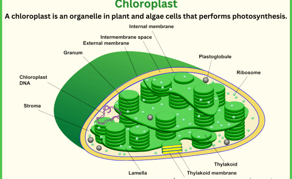 Chloroplast Diagram