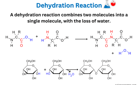Dehydration Reaction