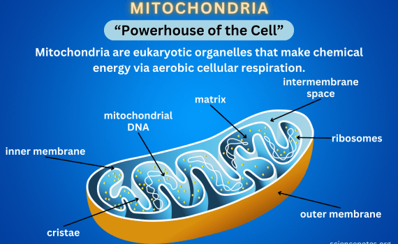 Mitochondria Diagram