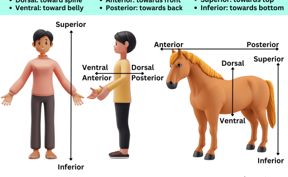 Anterior Posterior Dorsal Ventral