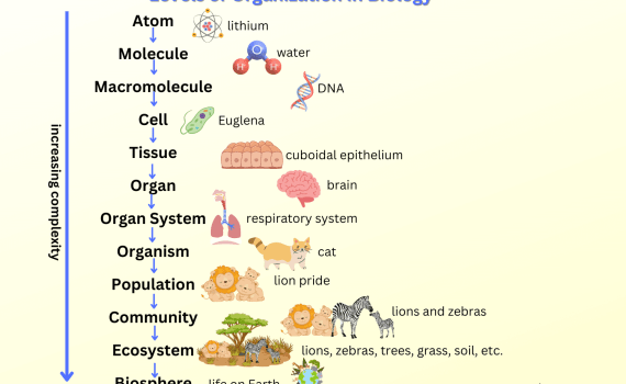 Levels of Organization in Biology