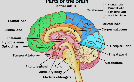 Parts of the Brain
