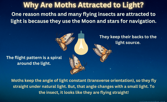 Why Are Moths Attracted to Light