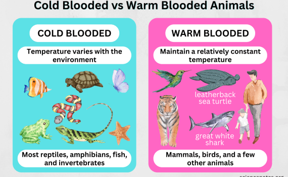 Cold Blooded vs Warm Blooded Animals (Endothermic vs Ectothermic)