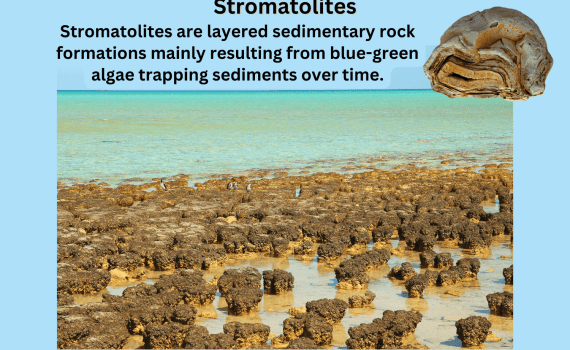 Stromatolites Definition