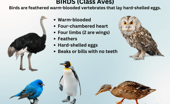 Birds Class Aves