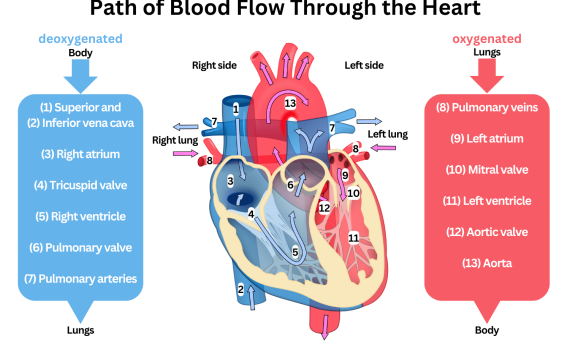 Path of Blood Through the Heart