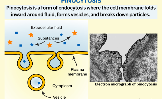 Pinocytosis