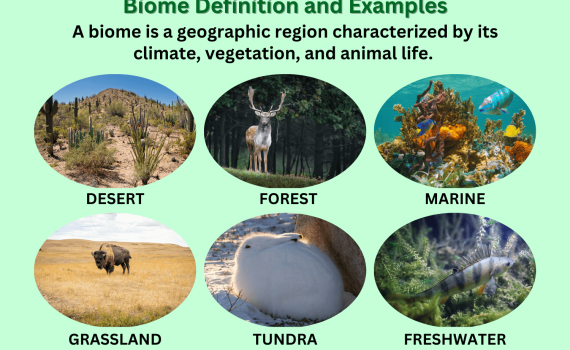 Biome Definition and Examples