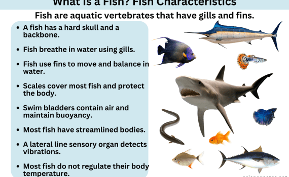 What Is a Fish - Characteristics