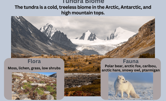 Tundra Biome