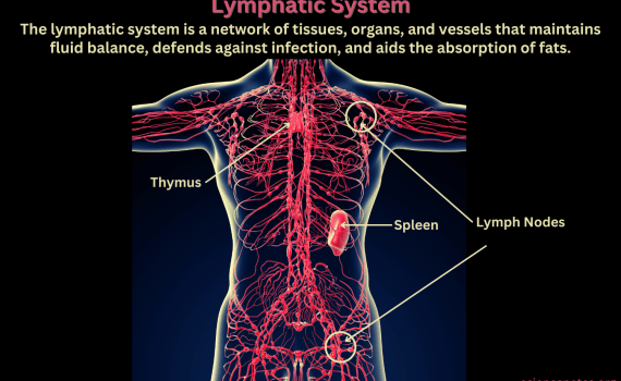 Lymphatic System or Lymphoid System