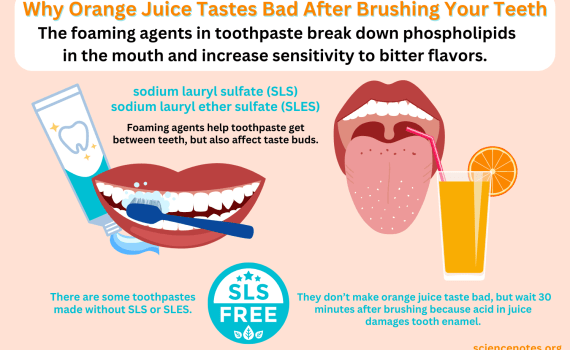 Why Orange Juice Tastes Bad After Brushing