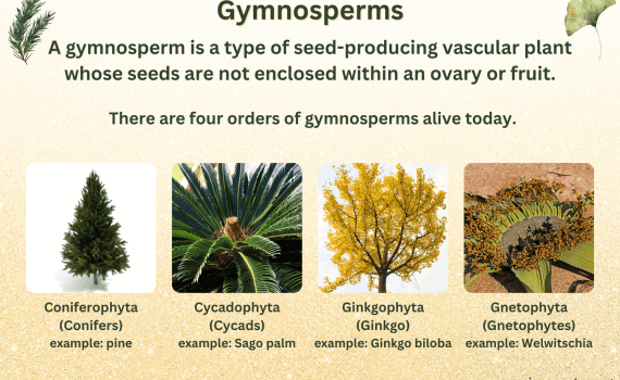 Gymnosperms Definition and Examples