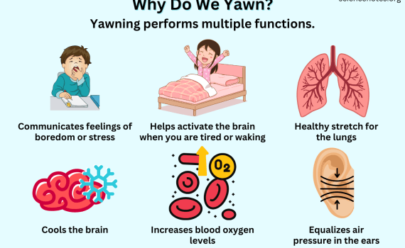 Why Do We Yawn - Reasons