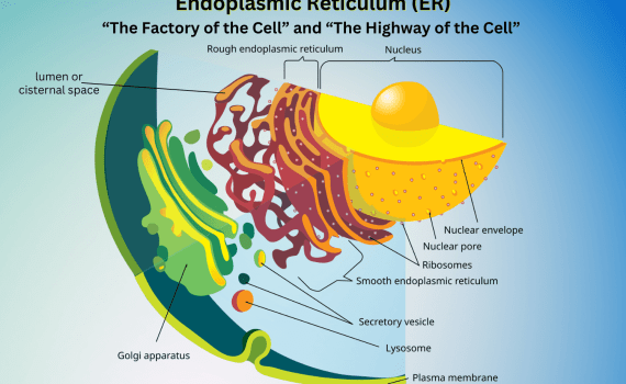 Endoplasmic Reticulum or ER