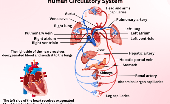 Human Circulatory System Diagram