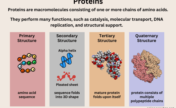 Proteins and Protein Structure