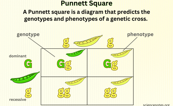 Punnett Square Example
