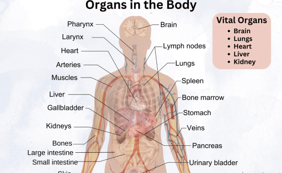 Organs in the Body Diagram