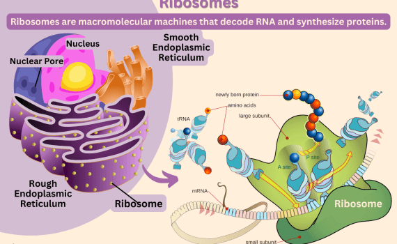 Ribosomes Function