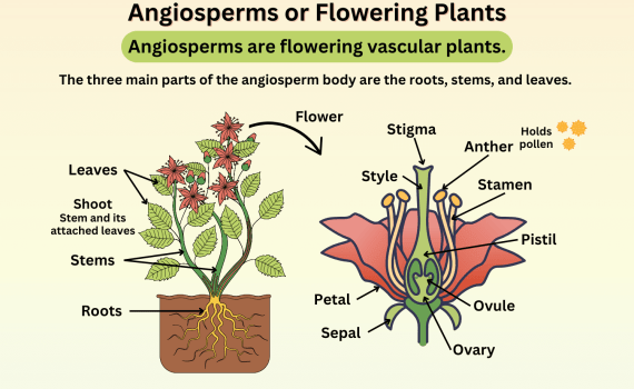 Angiosperms or Flowering Plants