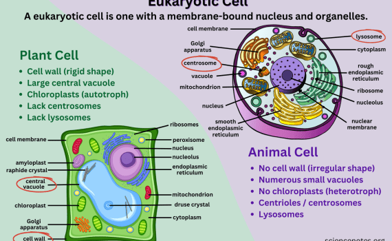 Eukaryotic Cell Diagram and Definition