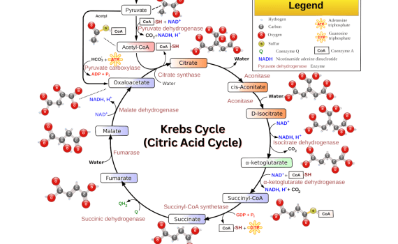Krebs Cycle or Citric Acid Cycle