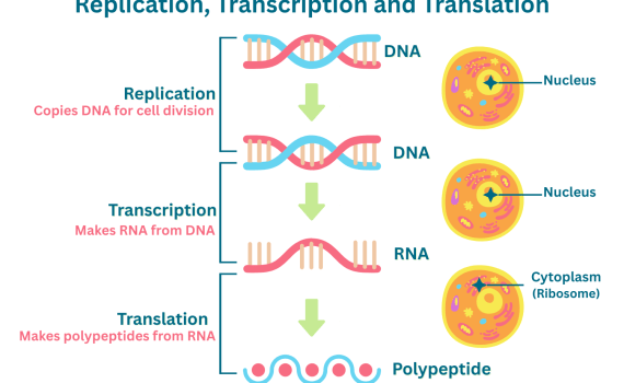 Replication, Transcription and Translation