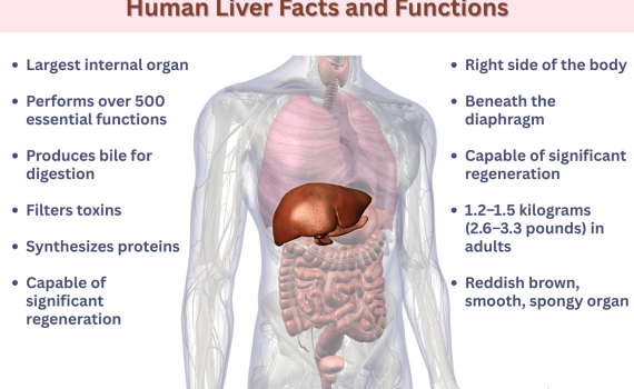 Human Liver Functions and Location