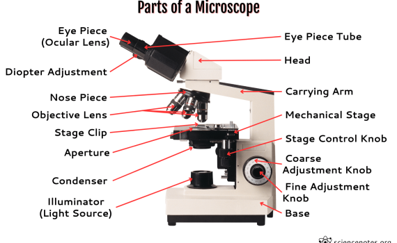 Parts of a Microscope With Labels