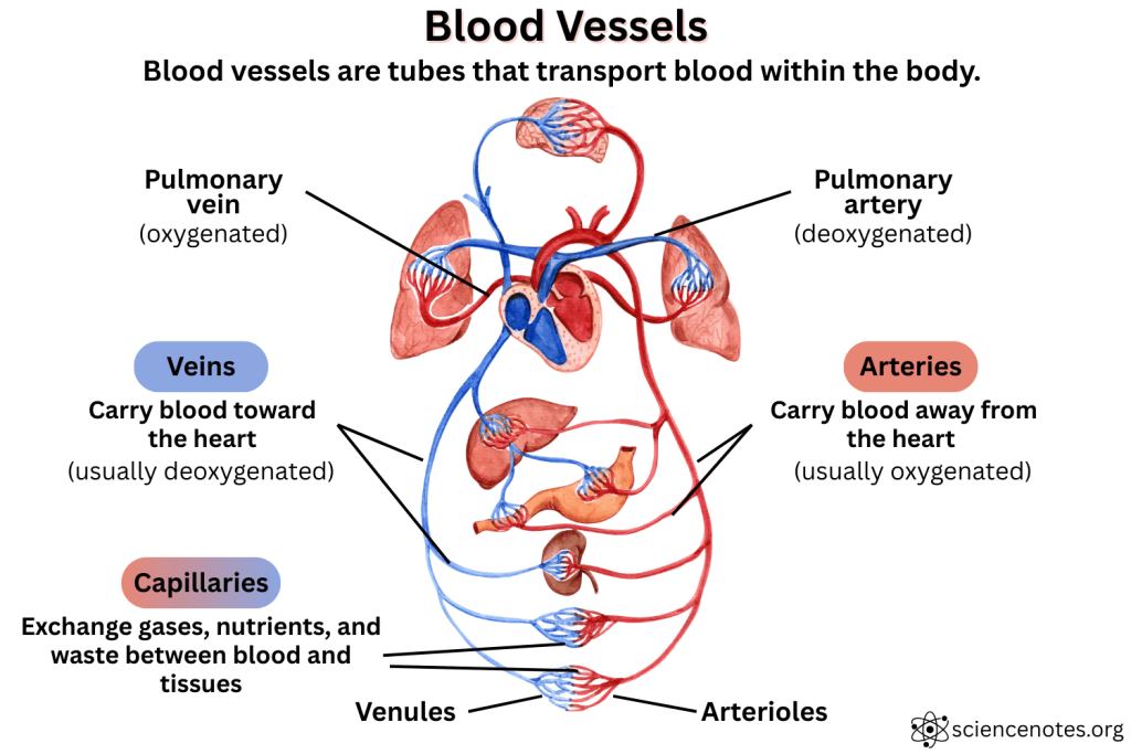 Types of Blood Vessels Diagram