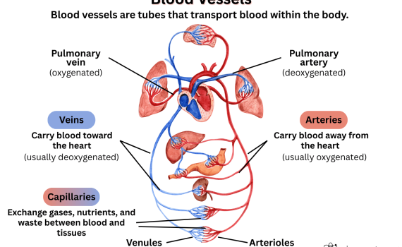 Types of Blood Vessels Diagram