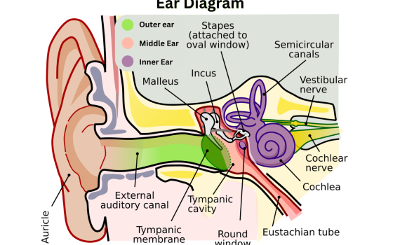 Human Ear Diagram
