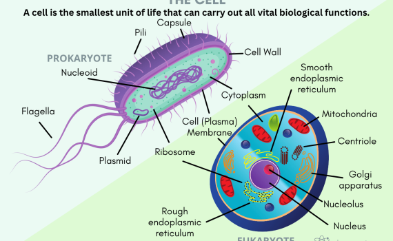 The Cell Definition and Diagram
