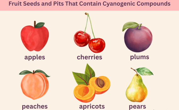 Fruits That Contain Cyanogenic Compounds