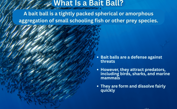 What Is a Bait Ball - Definition and Facts