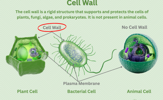Cell Wall Definition and Diagram